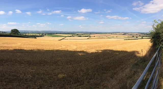 View of farmland