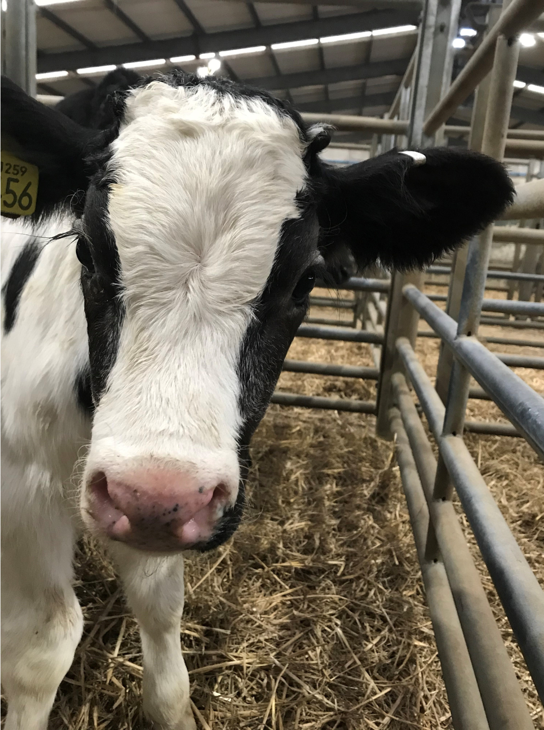  Calf Housing Housing Grant