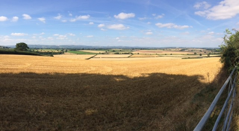 View of farmland