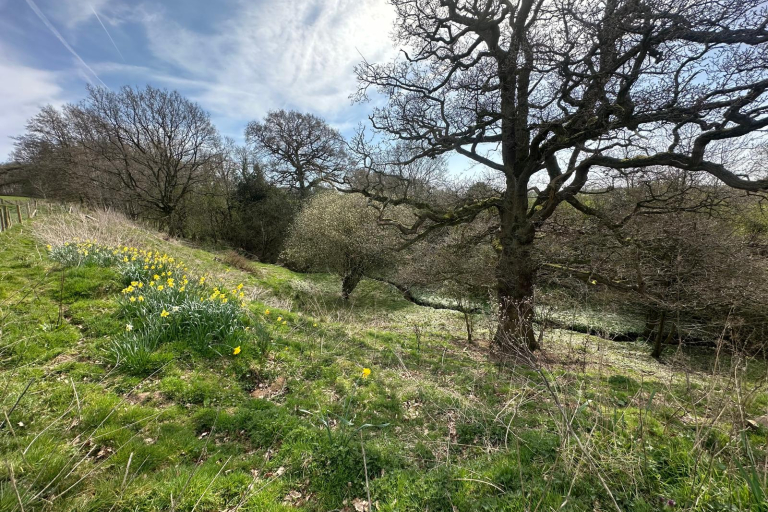Lot 2 Copse