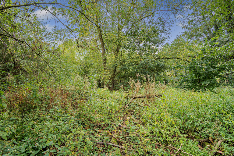Woodland