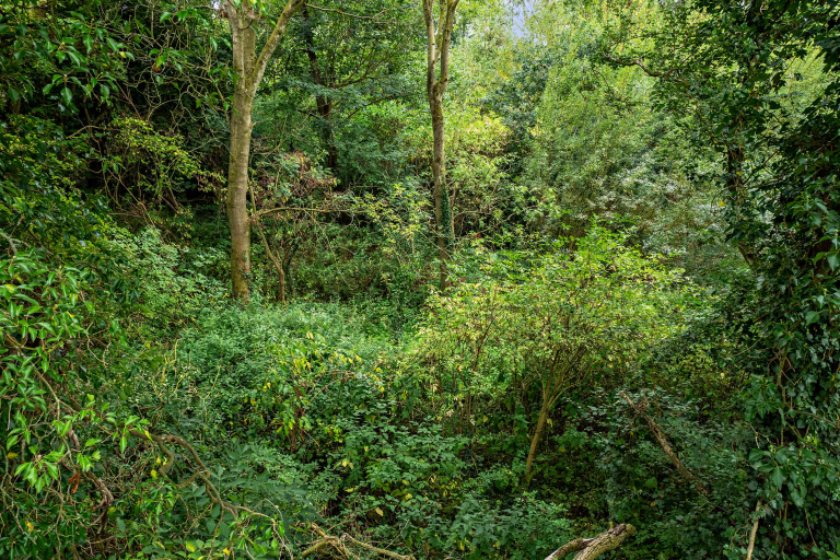 Woodland area