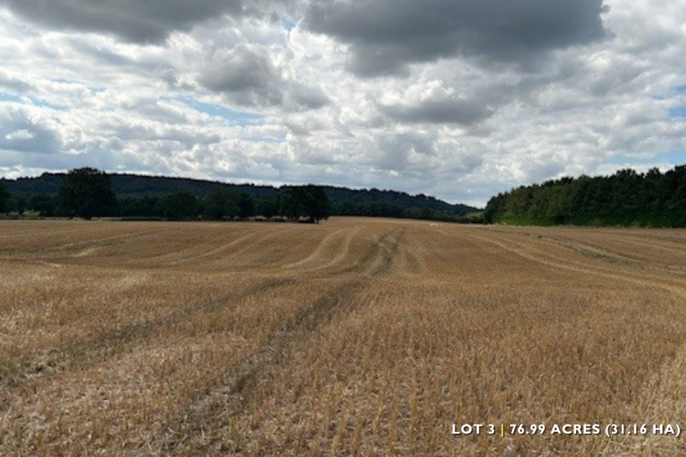 Lot 3 