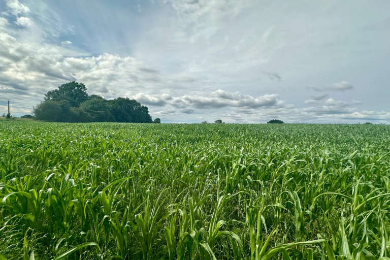 Field - before maize was harvested