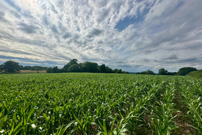 Field - before maize was harvested
