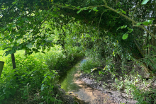 Stream