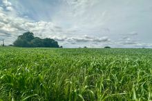 Field - before maize was harvested